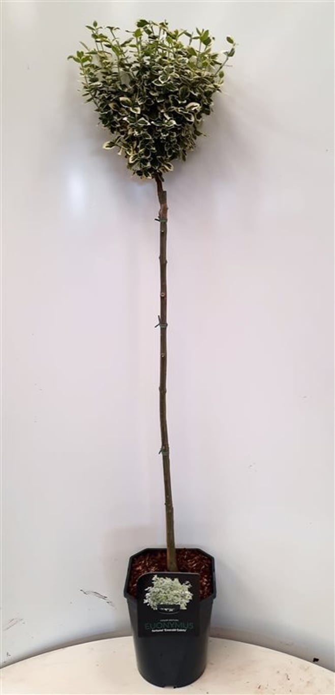 Euonymus fort. 'Emerald Gaiety' - 80 CM Stem C5